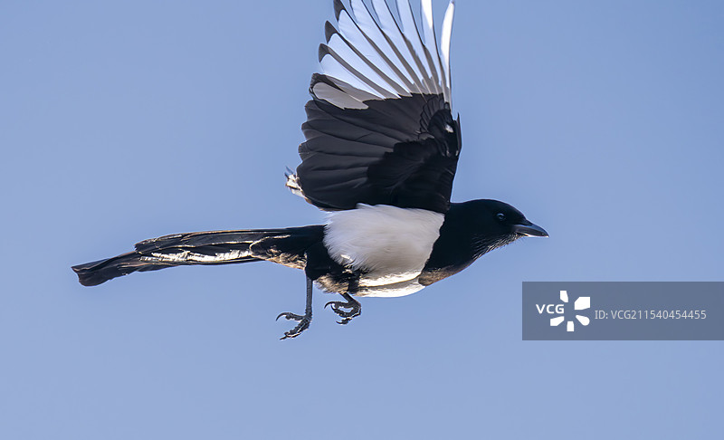 飞翔的喜鹊图片素材