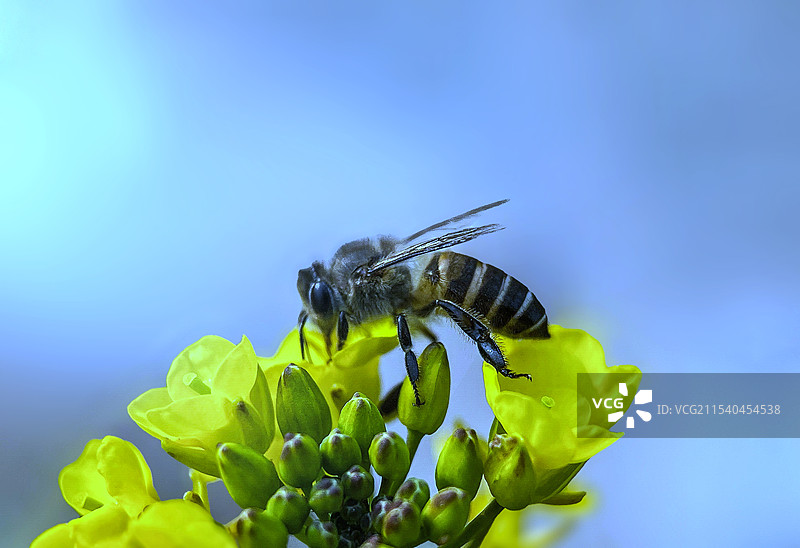 冬季也采蜜图片素材