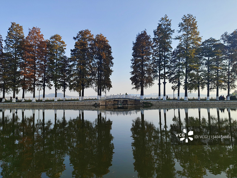 武汉东湖 听涛景区 东湖绿道 红杉树 冬季风光图片素材