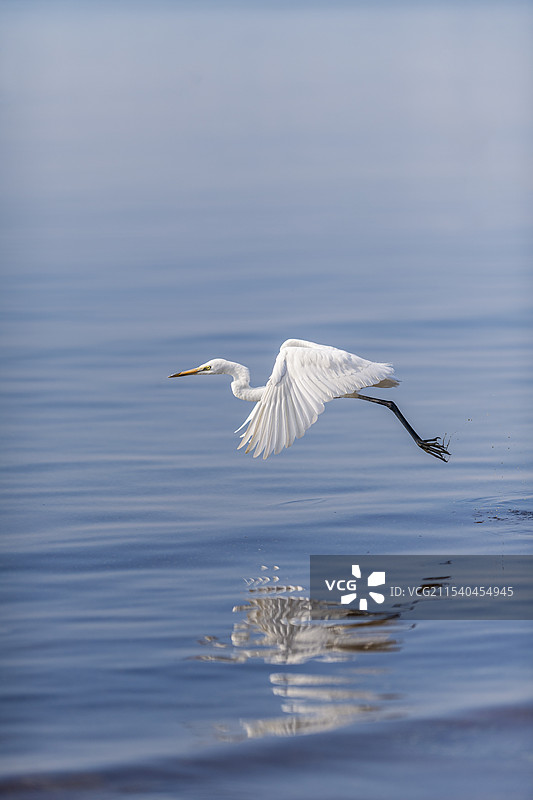 飞翔的大白鹭图片素材