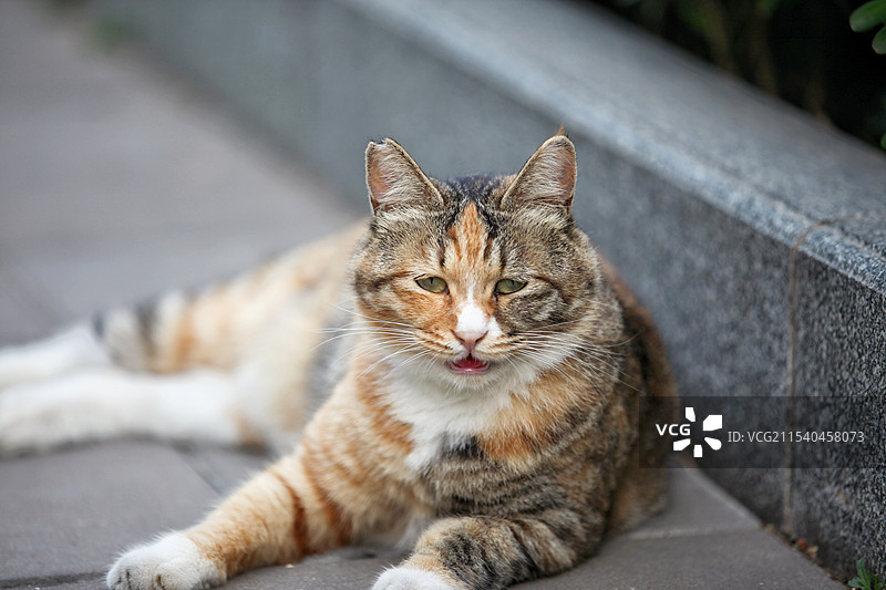 野猫 三花图片素材