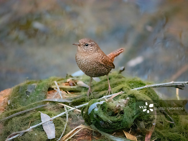 奥森公演水沟旁的鹪鹩图片素材