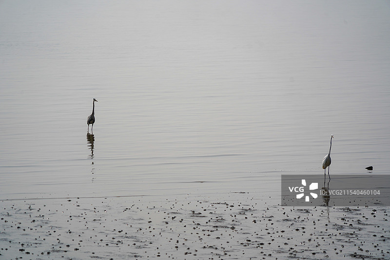 深圳湾 海鸥图片素材