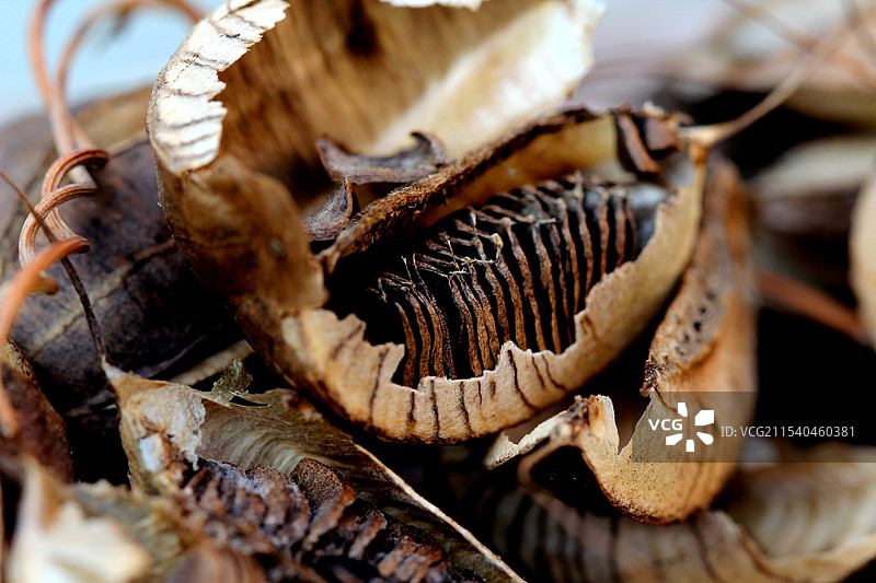 马兜铃种子图片素材