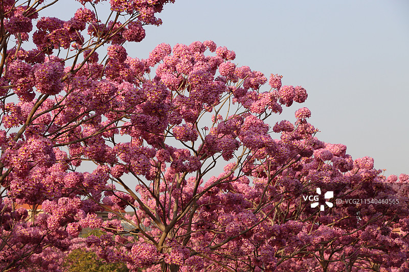 紫花风铃木图片素材