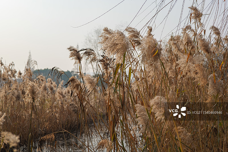 冬季溪流旁边的芦苇荡随风飘荡图片素材