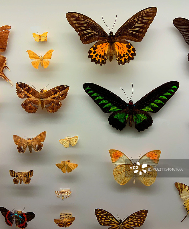 蝴蝶标本图片素材