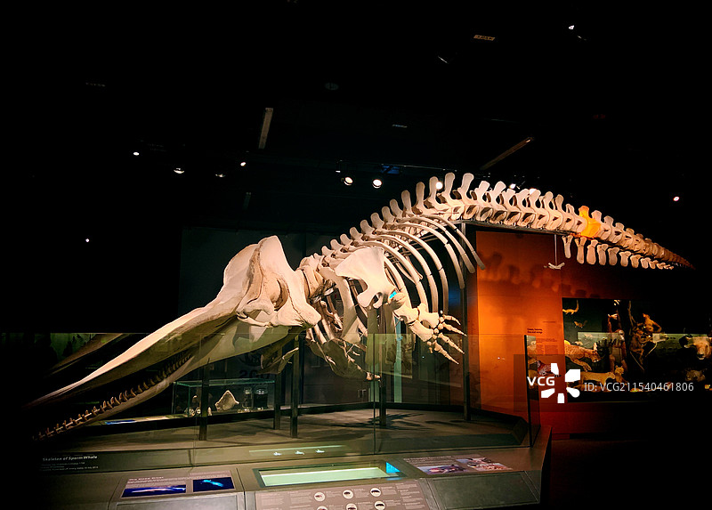 鲸鱼骨架标本图片素材