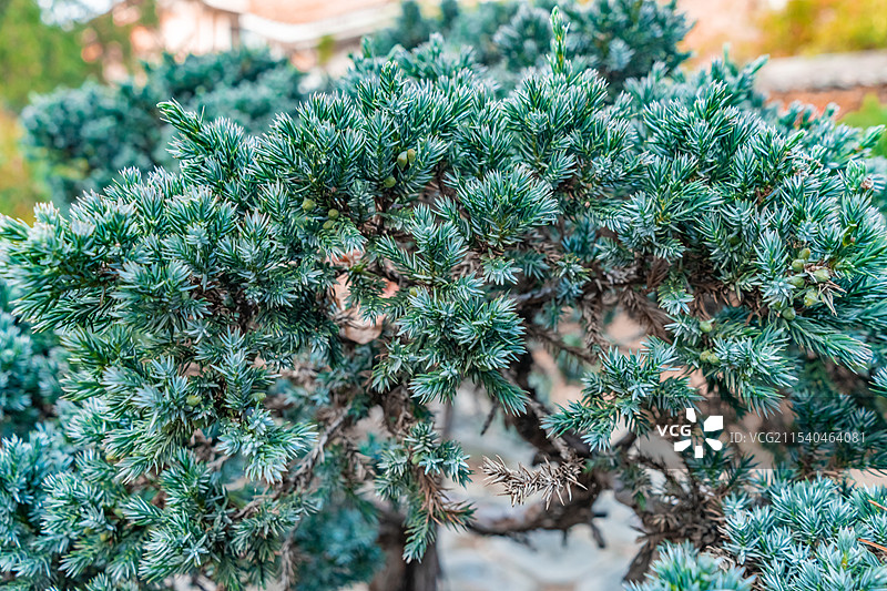 中国野生植物拍摄主题，露台花园里的盆栽植物，一棵带刺的松树植物，户外白昼无人图像摄影图片素材