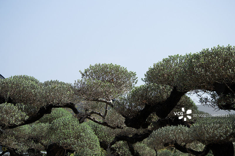 橄榄树艺术形态图片素材