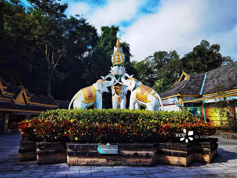 西双版纳打洛独树成林景区图片素材