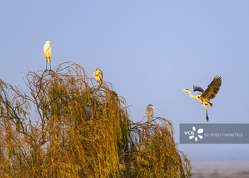 一只夜鹭在干涸的石臼湖上飞行图片素材