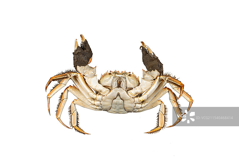 一只大闸蟹 公蟹 河蟹 正面图片素材