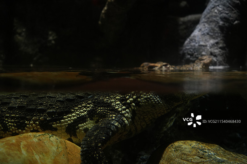 海洋馆里的侏儒鳄图片素材