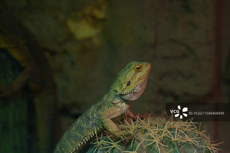 飞蜥科鬃狮蜥属爬行动物图片素材