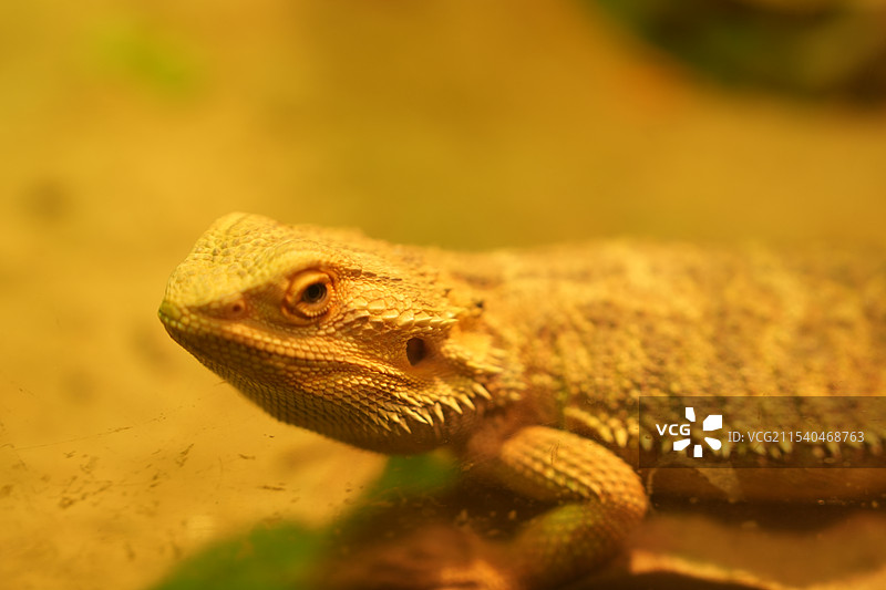 飞蜥科鬃狮蜥属爬行动物图片素材