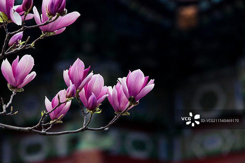 春天故宫盛开的玉兰花图片素材