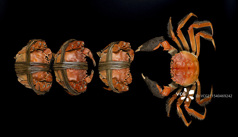 几只大闸蟹公蟹母蟹图片素材