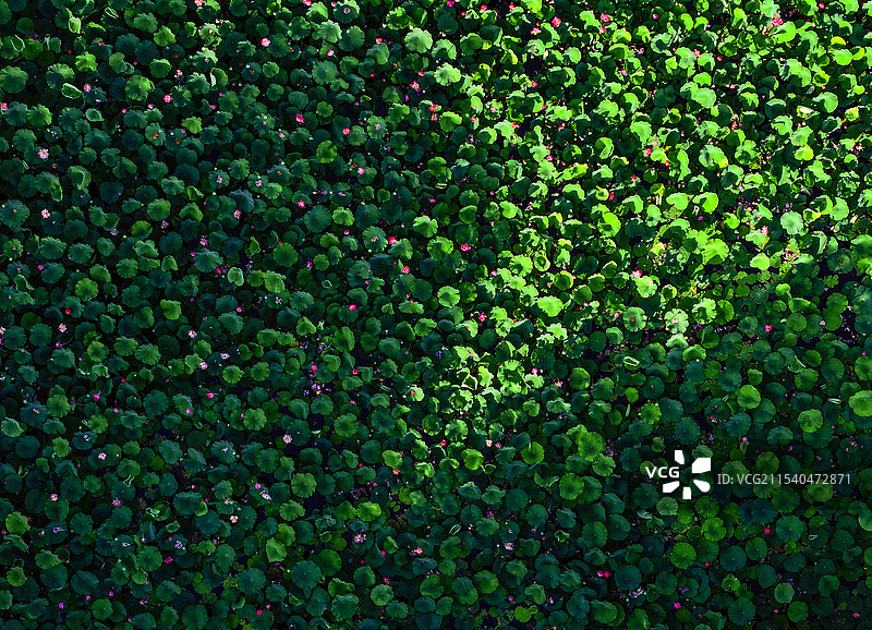 夕照荷溏图片素材