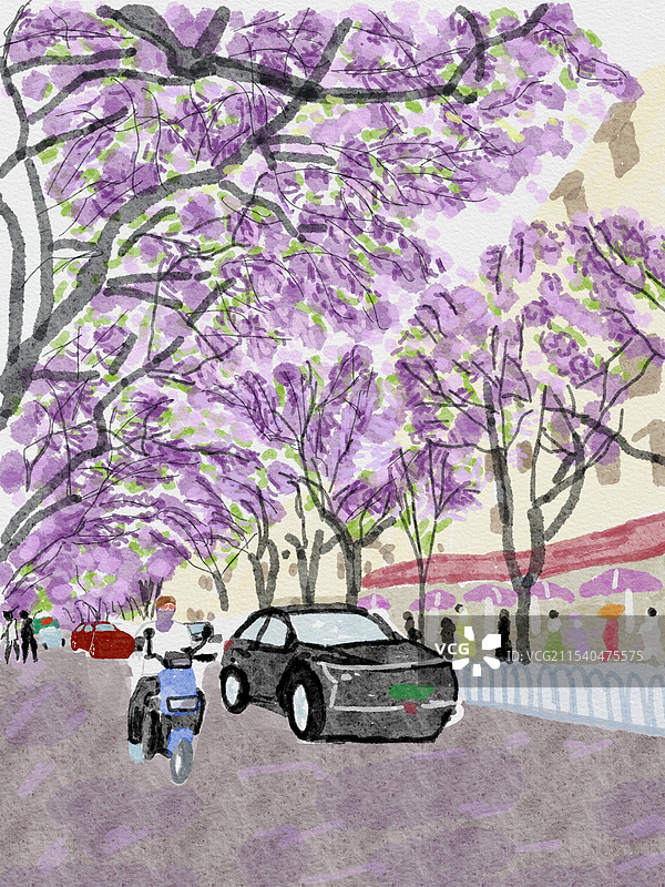 昆明蓝花楹插画图片素材