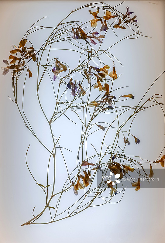 花棒植物标本图片素材
