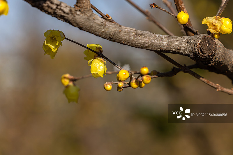 无锡荣氏梅园盛开的腊梅花图片素材