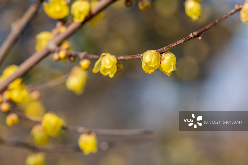无锡荣氏梅园盛开的腊梅花图片素材