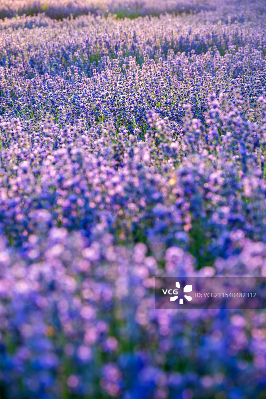 新疆霍城薰衣草种植农场图片素材