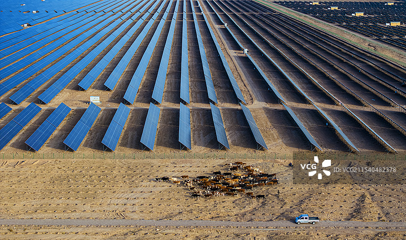 光伏发电基地旁边转场的牛群图片素材