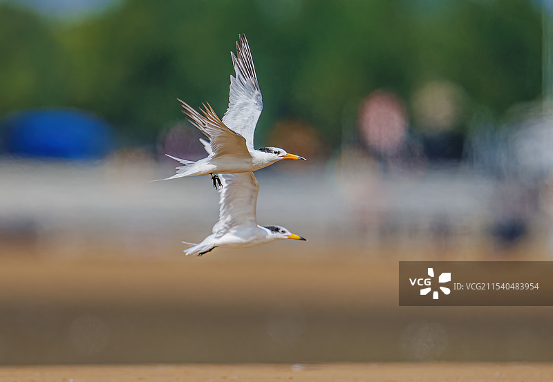 中华凤头燕鸥图片素材