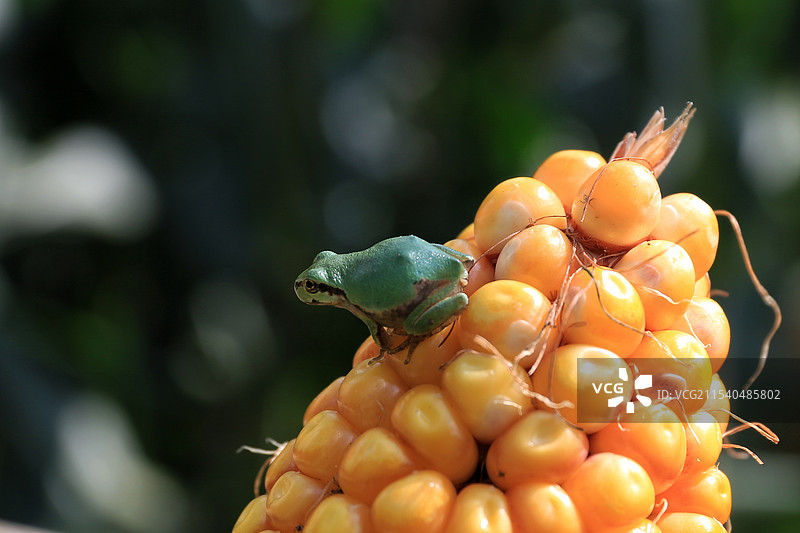 玉米穗上小雨蛙图片素材