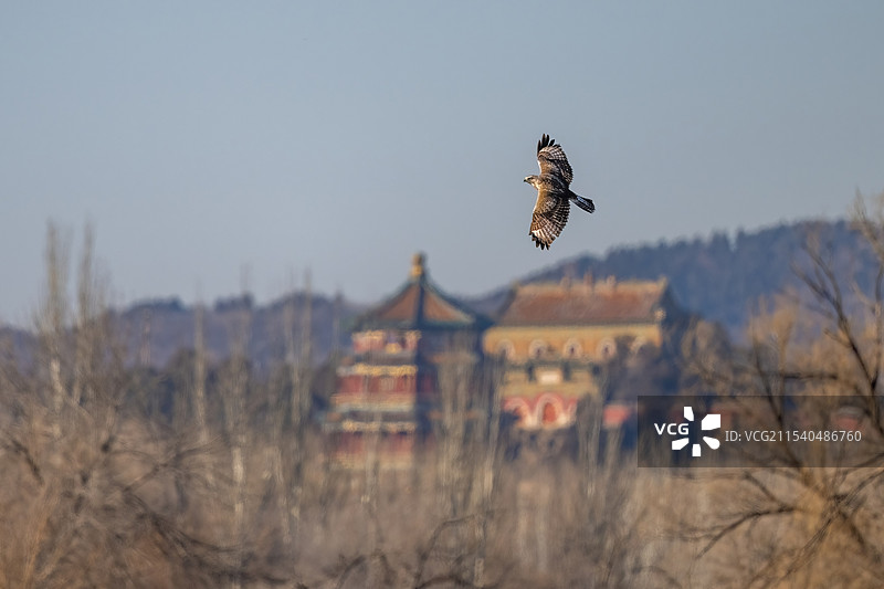 大鵟飞临佛香阁（颐和园）图片素材