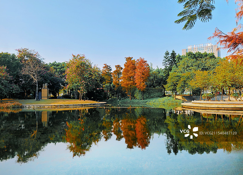 禅城亚洲艺术公园的落羽杉红了，在湖中倒映在水中，很美，让人感受到生命的律动与激情。图片素材