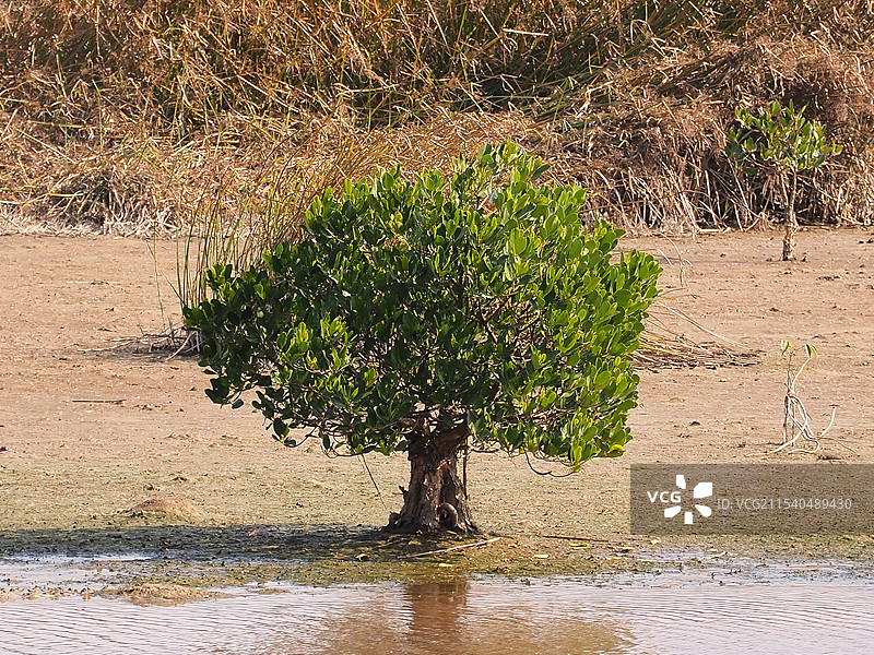 珠海淇澳红树林湿地公园的秋茄树图片素材
