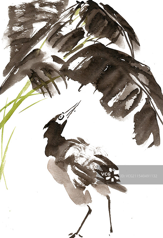 芭蕉叶下的小鸟图片素材