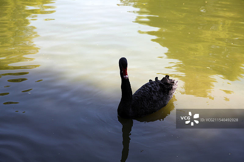 广西南宁动物园黑天鹅图片素材