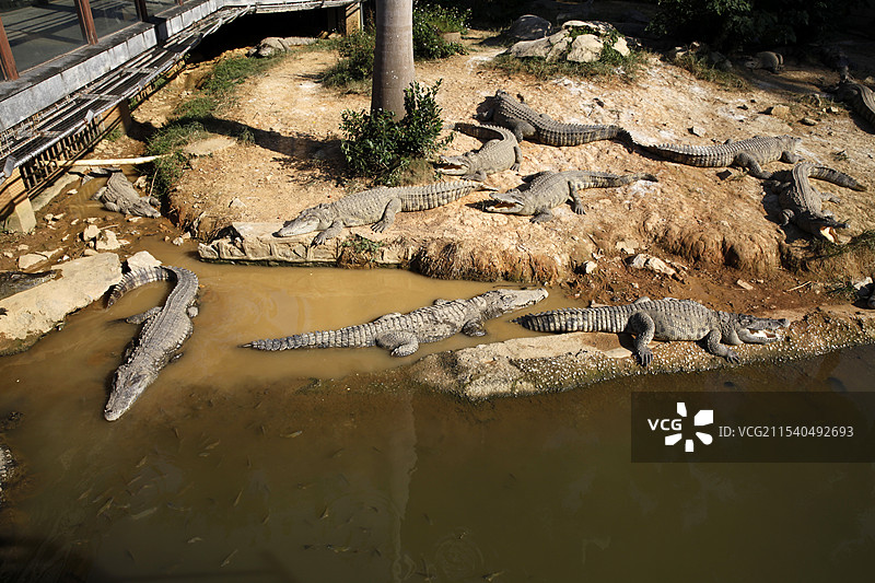 广西南宁动物园鳄鱼图片素材
