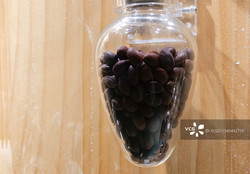 皂荚植物标本图片素材