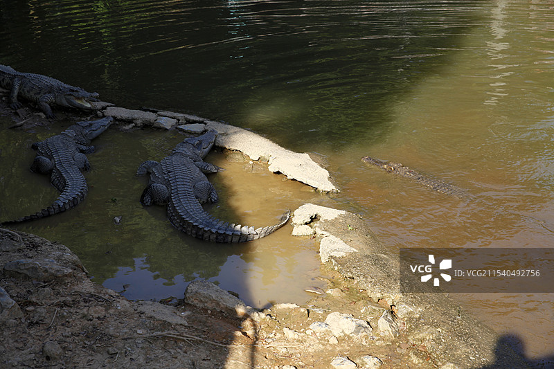广西南宁动物园鳄鱼图片素材