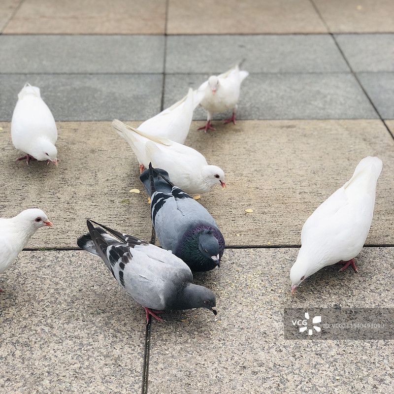 鸽子图片素材