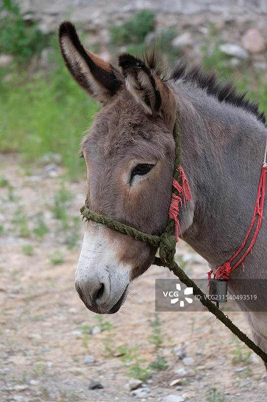 村儿里英俊的小毛驴图片素材