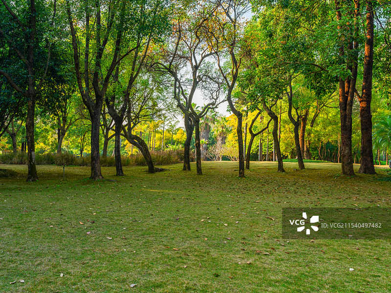 广西柳州马鹿山公园晴朗天气午后的小树林与草坪图片素材