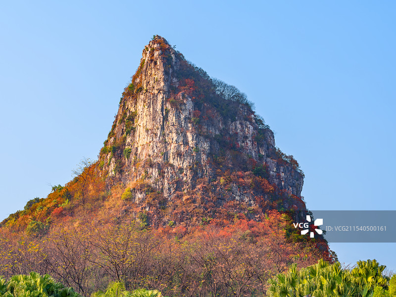 冬季的柳州马鹿山，满山都是红色的树叶图片素材