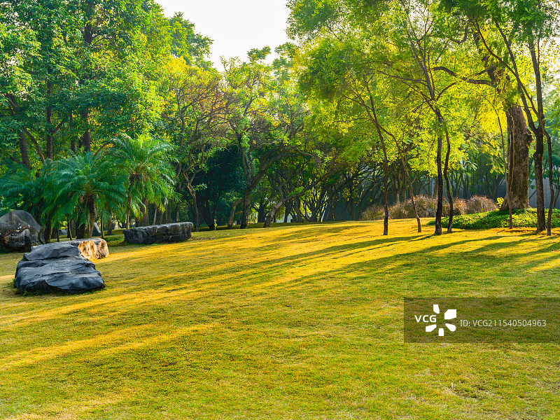 广西柳州马鹿山公园冬季的下午，阳光透过小树林洒在草坪上图片素材