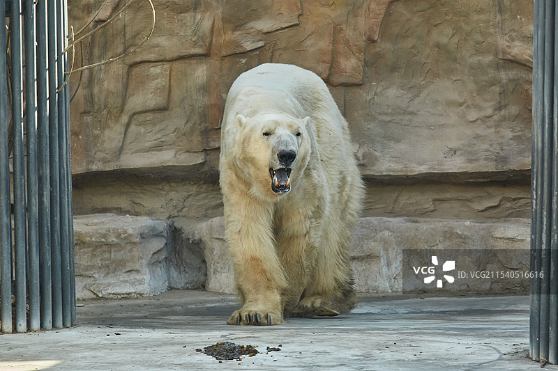 北京动物园北极熊白熊图片素材