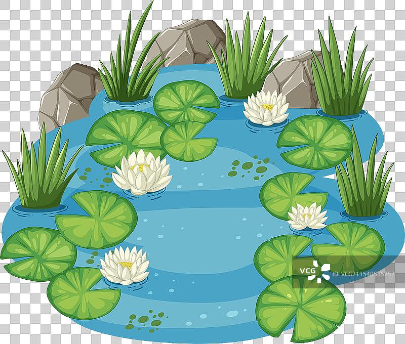 宁静的池塘，漂浮着睡莲和盛开的花朵图片素材