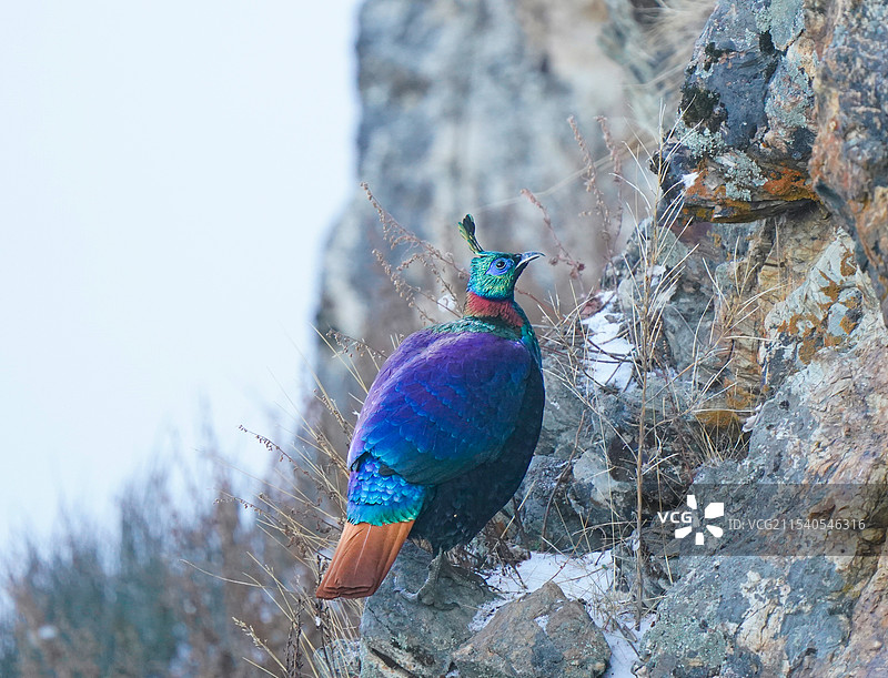 棕尾虹雉图片素材