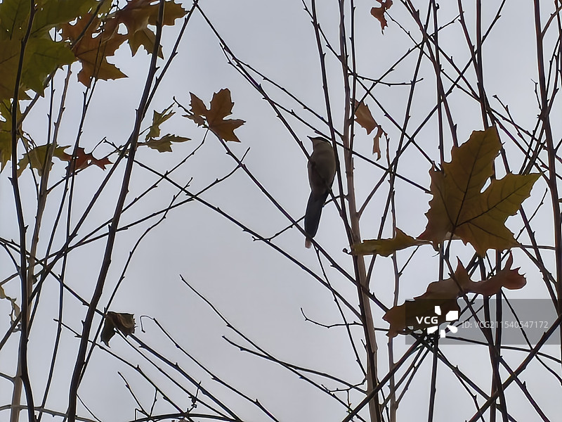 枝头的鸟图片素材