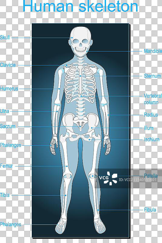 标注的人体解剖扫描的人体骨骼图片素材