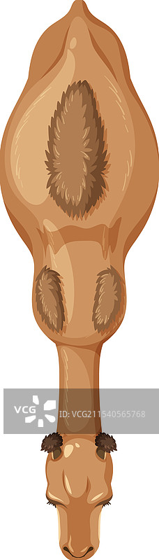 从上方看骆驼的细节图片素材